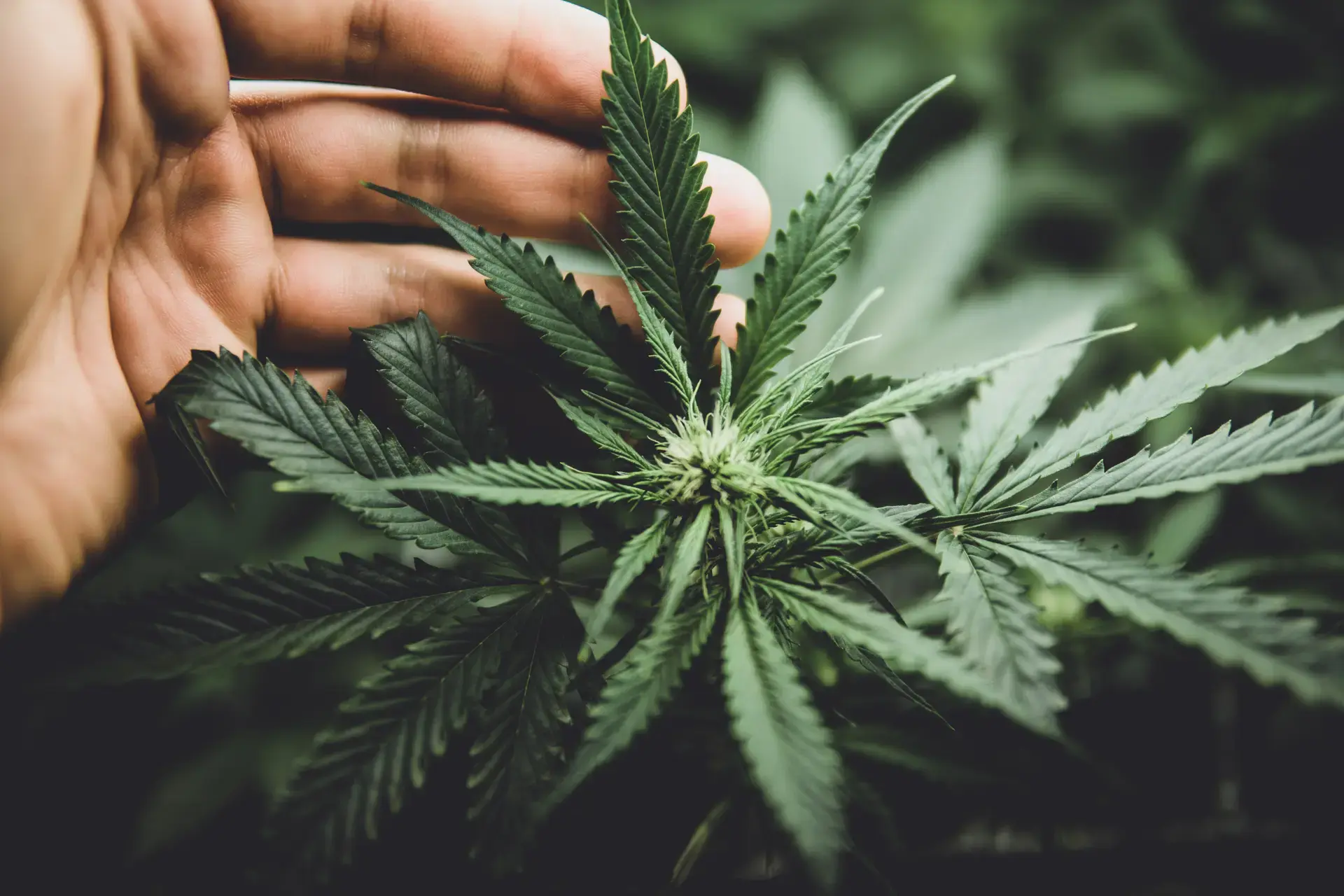 Cannabis (11)