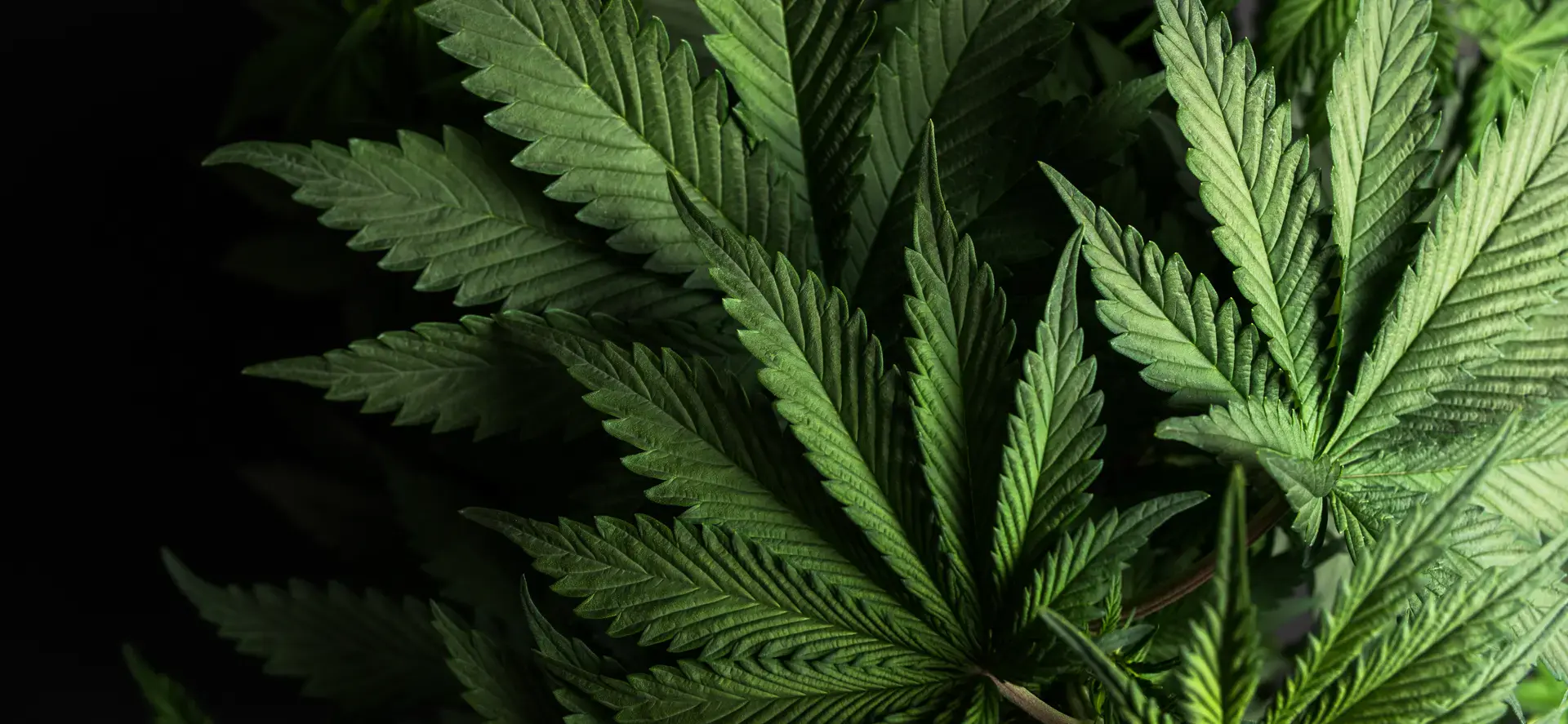 Cannabis (12)