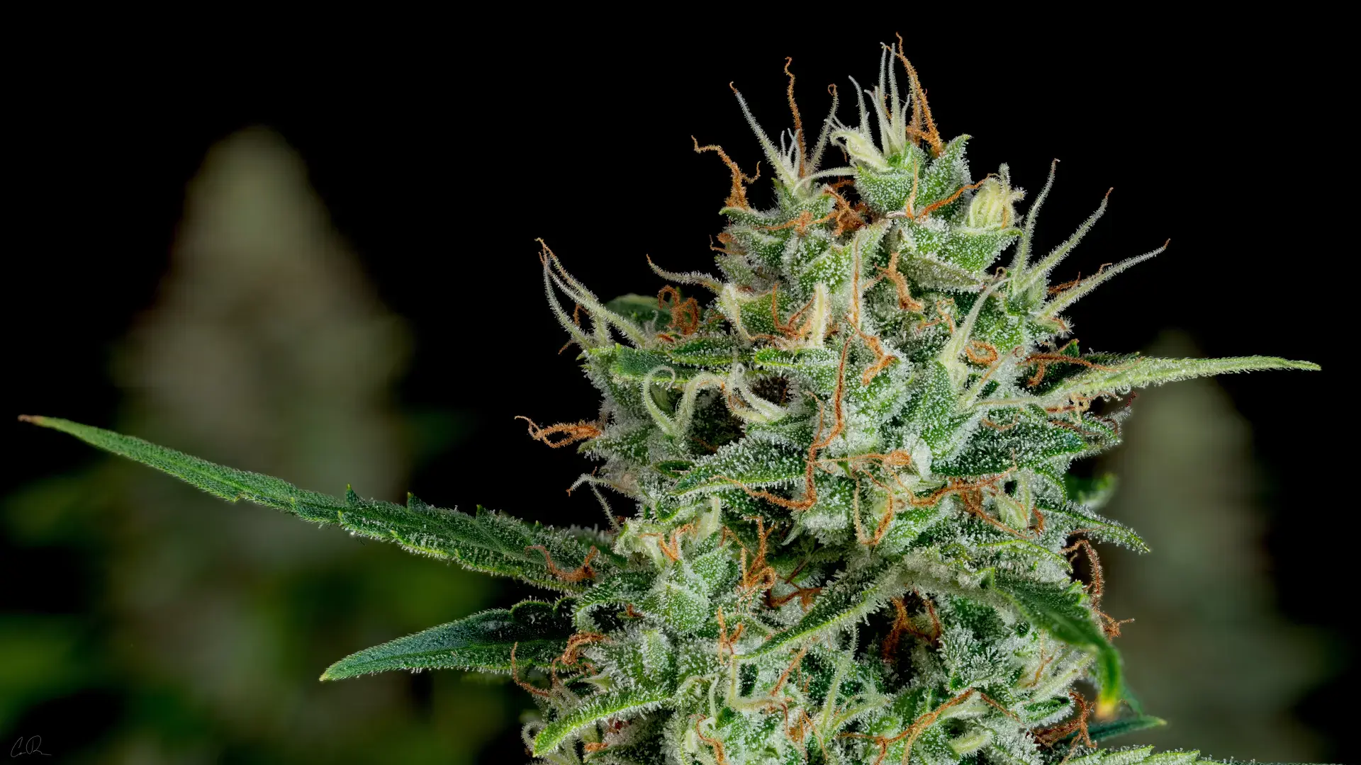 Cannabis (23)
