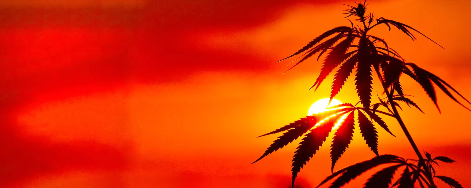 Cannabis sunset 692c974d924b3